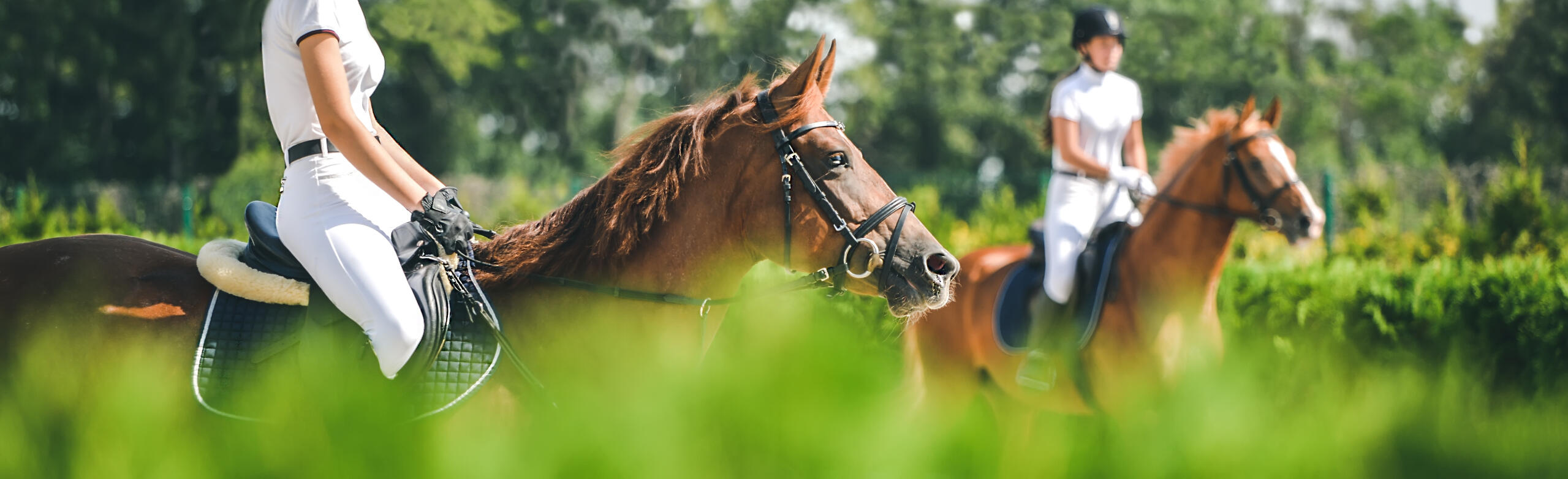 Horse Shows